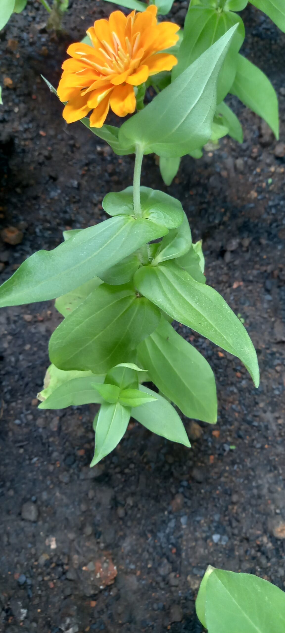 Zinnia elegans