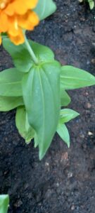 Zinnia elegans
