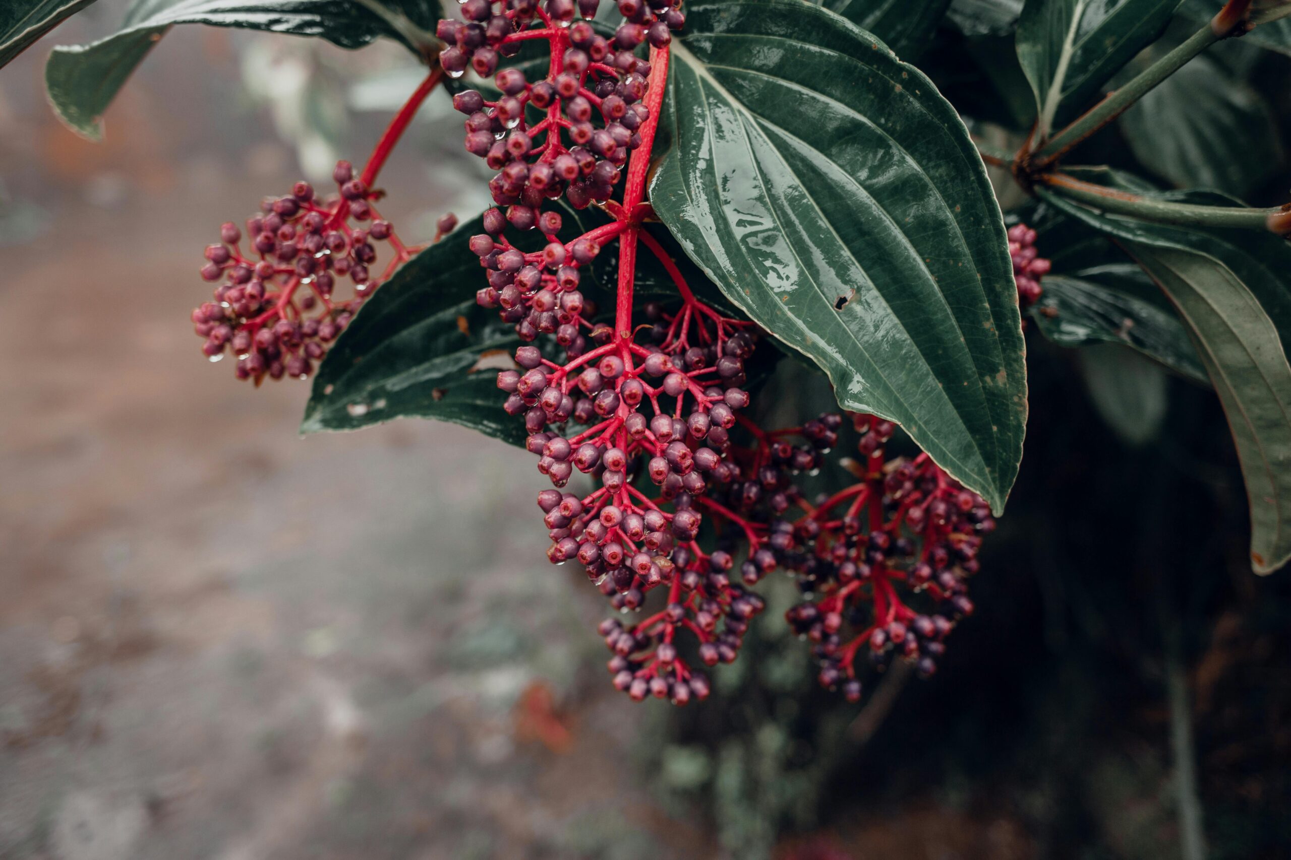 Medinilla