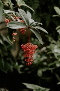 Medinilla