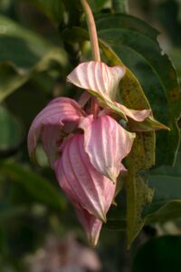 Medinilla