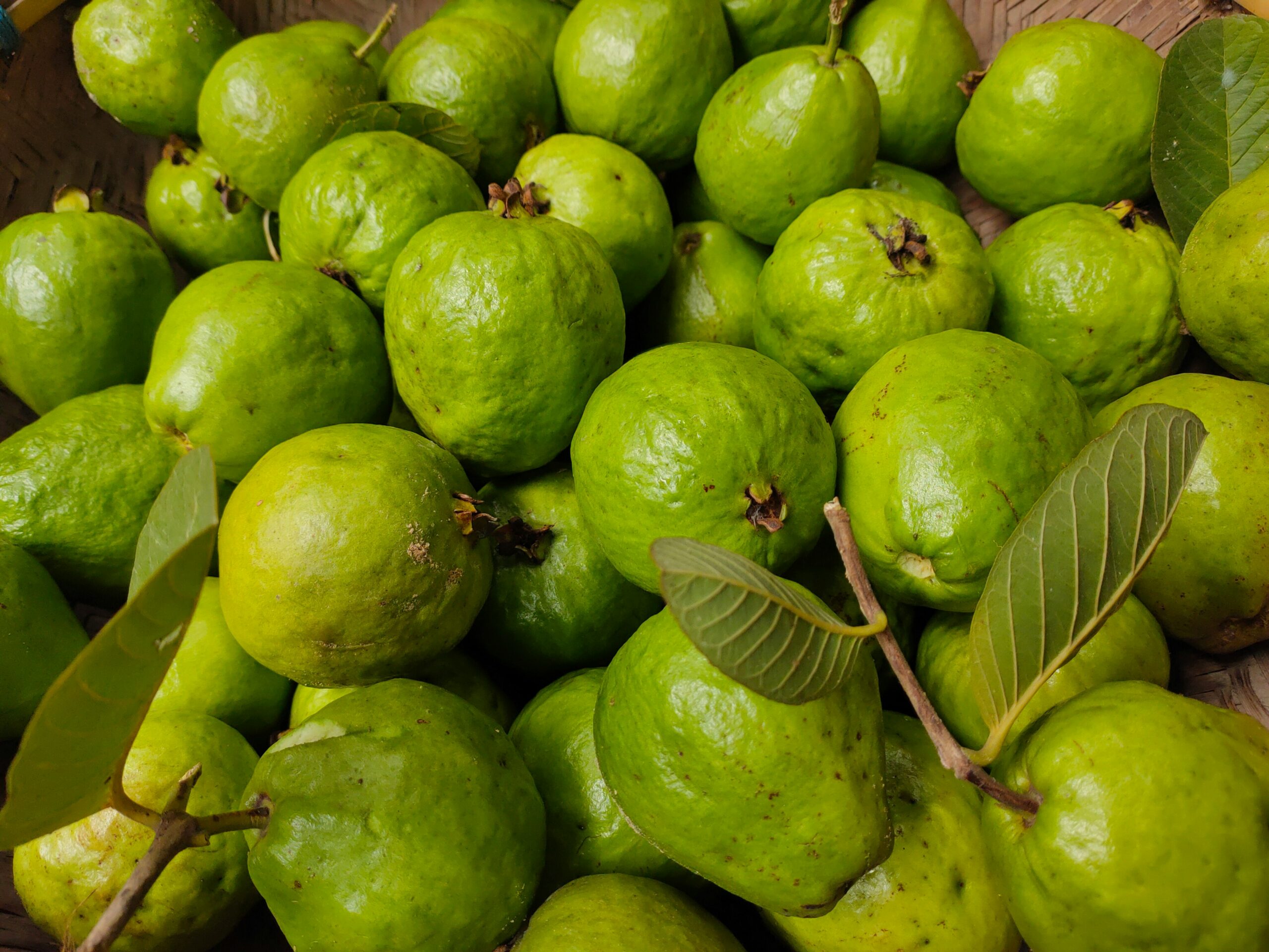 guayaba
