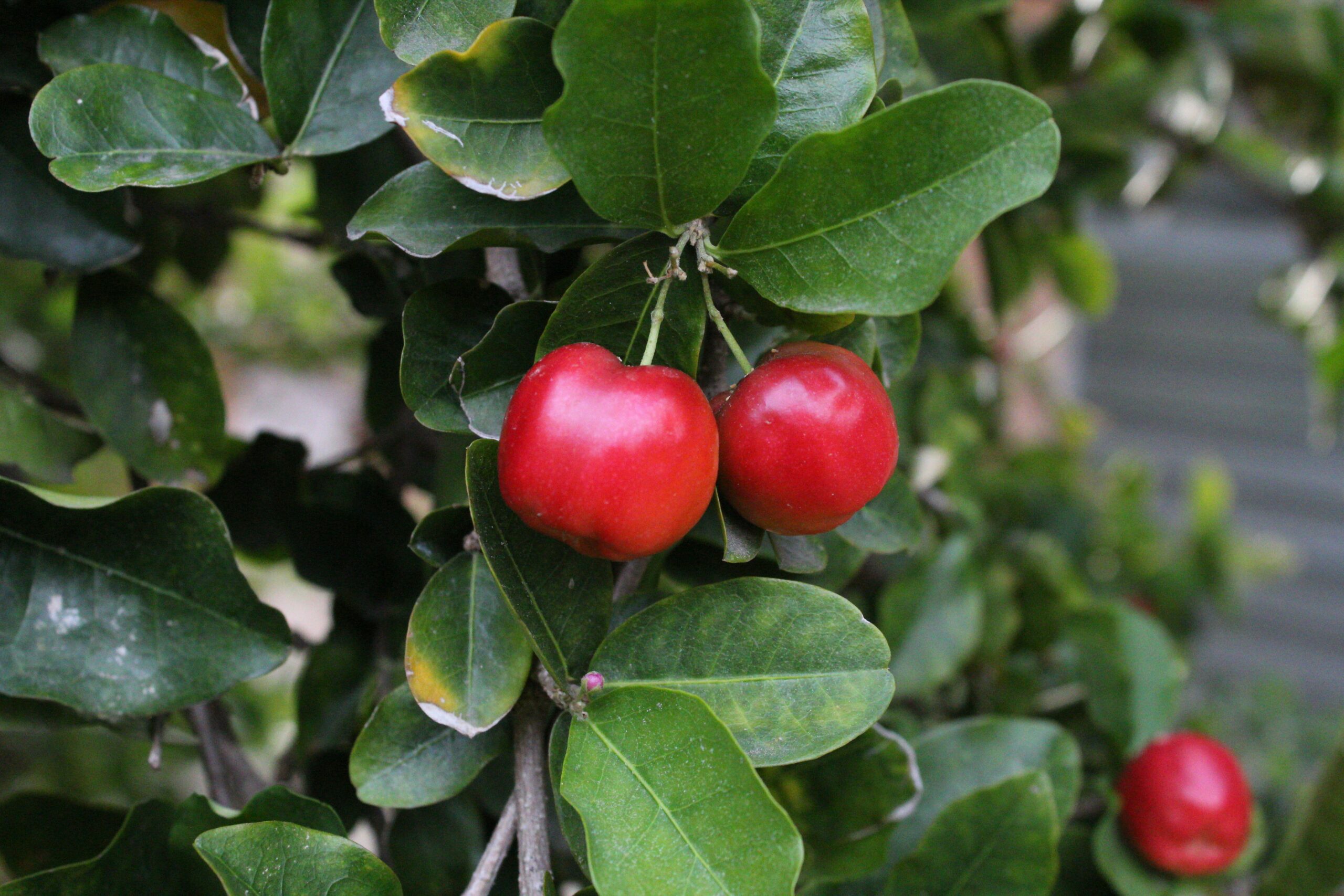 acerola https://plantasysabores.com/