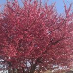 Cerejeira (prunus Kursar)
