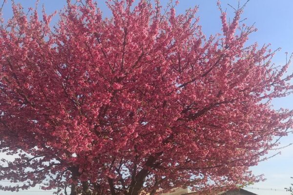 Cerejeira (prunus Kursar)