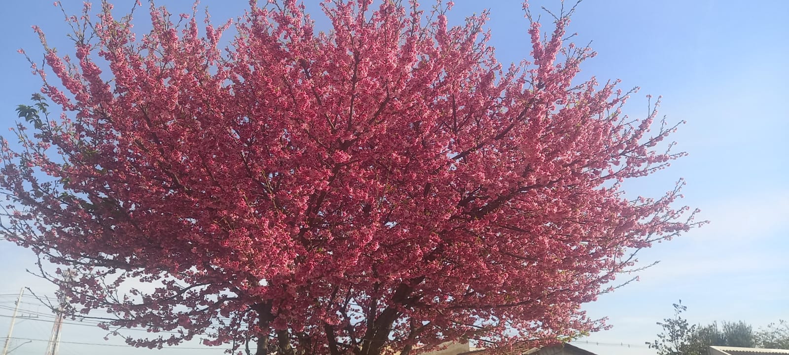 Cerejeira (prunus Kursar)