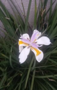 Flor de Moréia