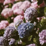 hortensias