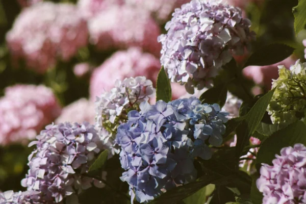 Error común al regar hortensias: cómo evitar arruinar tus plantas hortensias