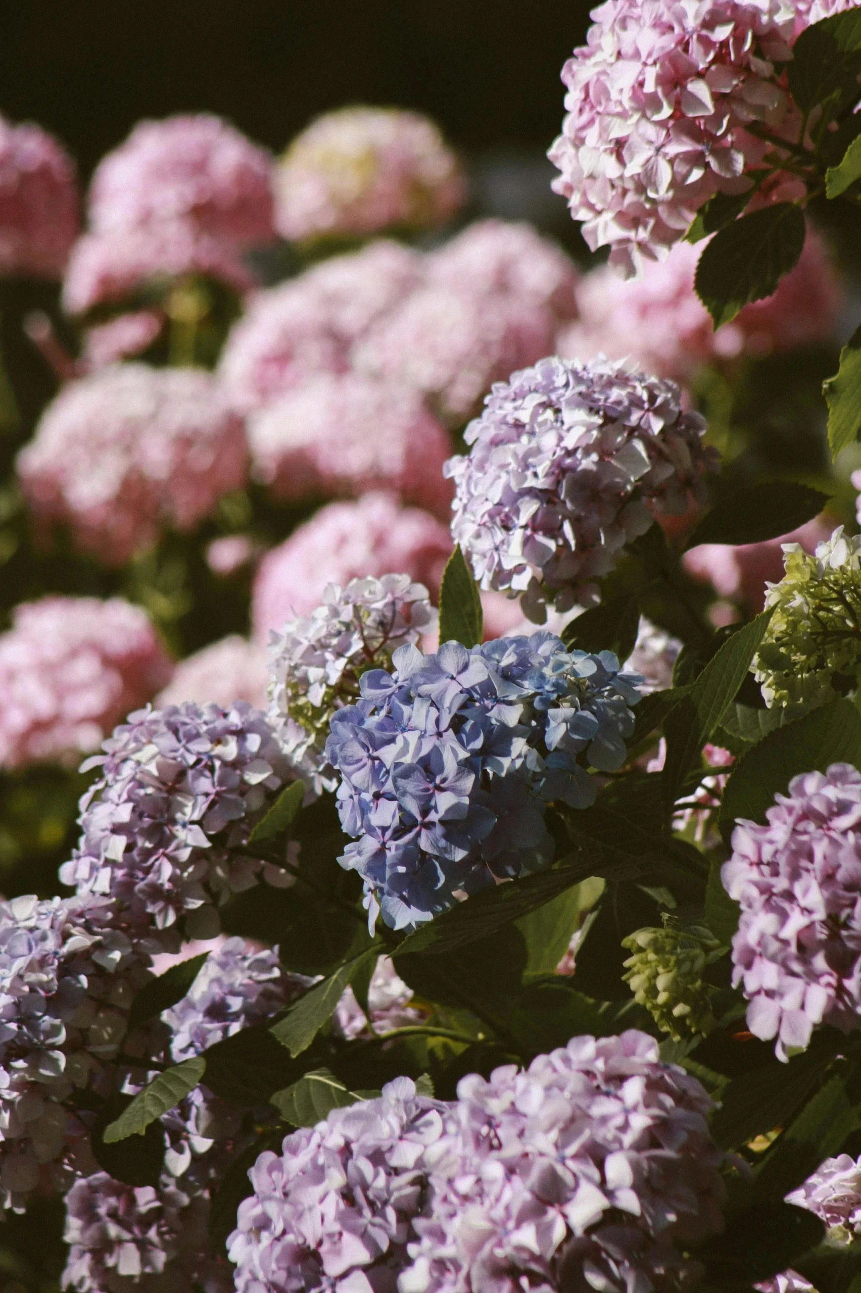 hortensias