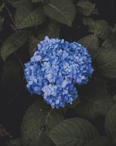hortensias