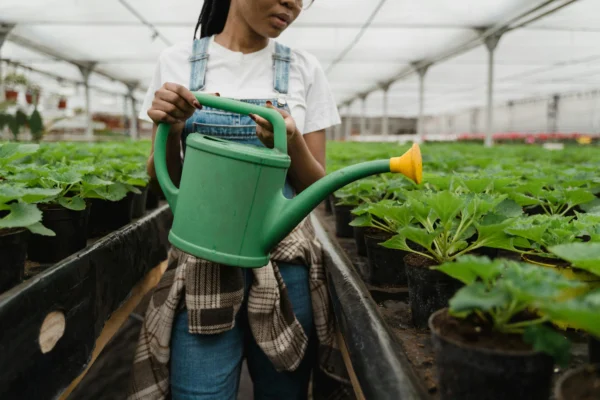 Tu guía definitiva de jardinería de verano.